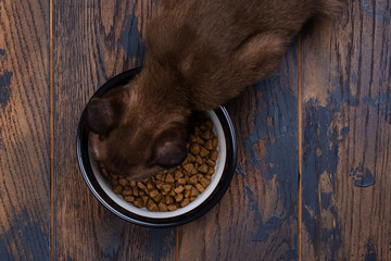 Cute kitten eating pet's granules