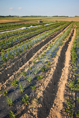 Fototapeta na wymiar Agricultural landscape at sunset, farm field with patches covered with plastic mulch used to suppress weeds and conserve water.