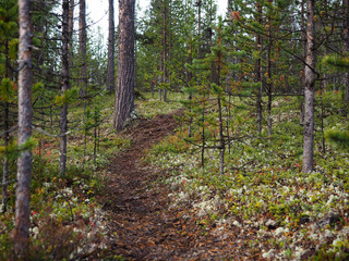 the beautiful pine in pine forest
