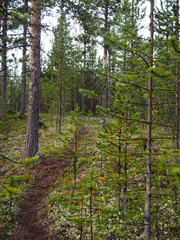 Fototapeta premium the beautiful pine in pine forest