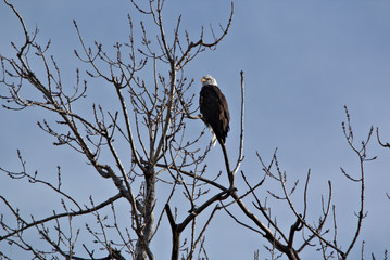 Mature Bald Eagle