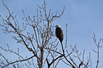 Mature Bald Eagle