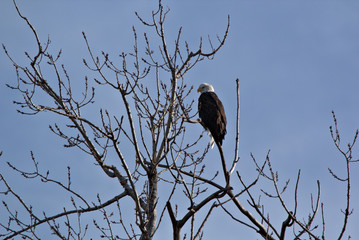 Mature Bald Eagle