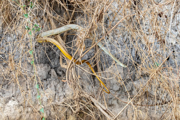 Eine Caninana Schlange an einem Steilufer auf Beutesuche