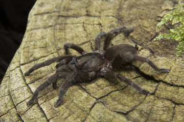 Theraphosidae, Silent Valley National Park, Kerala.