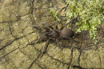 Theraphosidae, Silent Valley National Park, Kerala