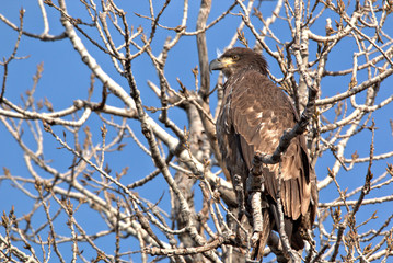 Immature Bald Eagle
