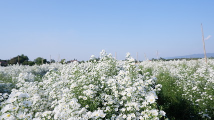white flowers on a rock