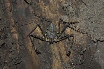 Tailless whip scorpions, Amblypygi sp, Phrynichidae, Neyyar wildlife sanctuary, Kerala, India