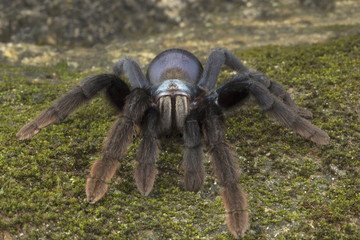 Thrigmopoeus psychedelicus, Theraphosidae, Thenmala, Kerala, India