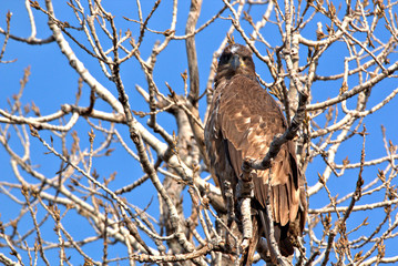 Immature Bald Eagle