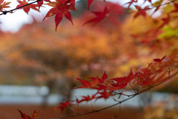 紅葉