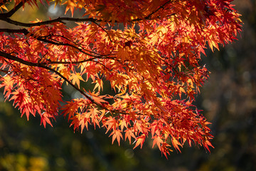 陽の光を受けて輝く紅葉
