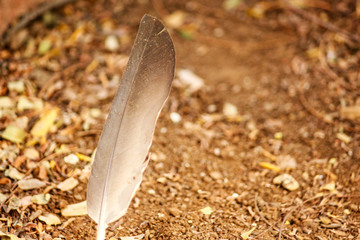 feather on the ground