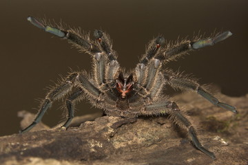Tarantula, Haploclastus sp, Theraphosidae, Eravikulam National Park, Kerala, India