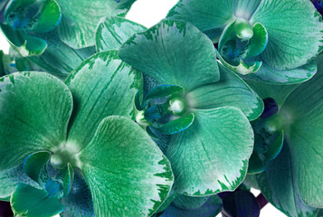 the color of mint. 2020 trend color. beautiful orchids flower texture background. close up. 