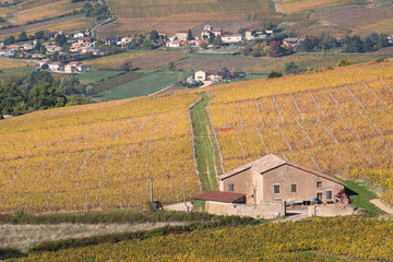 vignes en automne à Solutré dans le maconnais