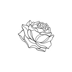 Sketch of rose on a white background. Vector hand draw illustration isolated on white background.