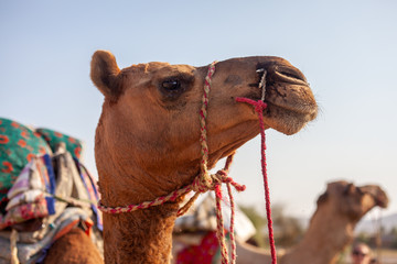 Camel in the Thar desert close from Jaisalmer, India