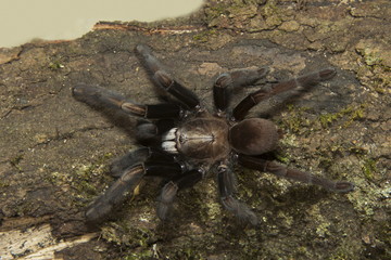 Parambikulam Large Burrowing Spider, Thrigmopoeus Kayi, Theraphosidae, Parambikulam tiger reserve, Kerala, India