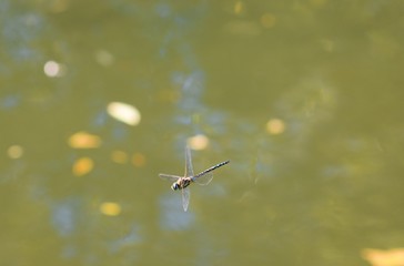 Closeup portrait of little dragonfly flying over the river/ Wildlife animals in nature