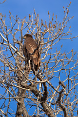 Immature Bald Eagle
