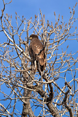 Immature Bald Eagle
