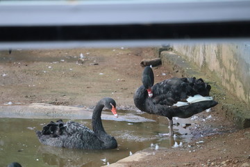 Duck (goose) wing swing in lake water