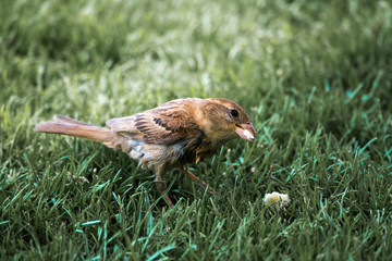 sparrow in the grass with breadcrumb