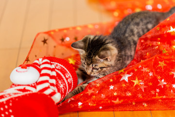 子猫　クリスマス