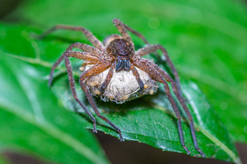Brown spider with its eggs