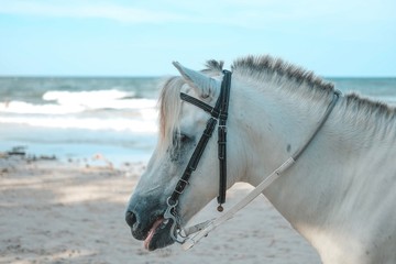 White horse for Tourist service at the Hua Hin Beach, Prachuap Khiri Khan, Thailand.