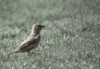 Little sparrow in a grass field