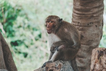 Naklejka na ściany i meble Monkey (Long-tailed macaque, Crab-eating macaque, Macaca fascicularis) is sitting under a tree at Khao Takiap Temple, Prachuap Khiri Khan, Thailand.