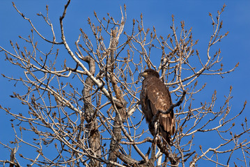 Immature Bald Eagle