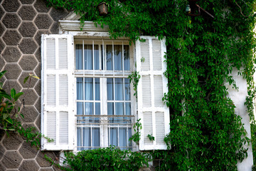 windows of a house with white blinds open and ivy plant