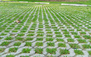 Concrete block floor with green grass