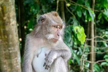 Sitting monkey in Sacred Ubud Monkey Forest. Bali, Indonesia