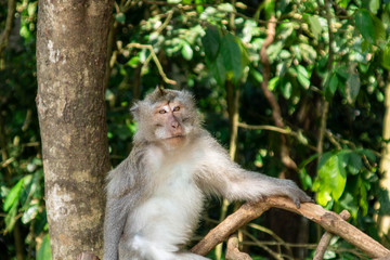 Sitting monkey in Sacred Ubud Monkey Forest. Bali, Indonesia