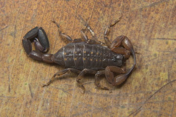 Lycus sp, Buthidae, Neyyar wildlife sanctuary, Kerala.