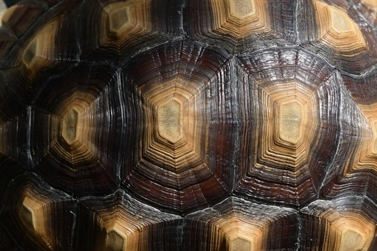 pattern of hard tortoiseshell, closeup image of turtle animal