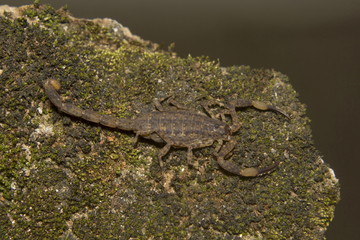 Bark Scorpion, Isometrus sp., Buthidae, Thenmala, Kerala. India
