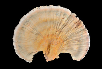 Edible mushroom (Laetiporus sulphureus) 7