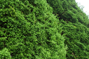 Fototapeta na wymiar green pine tree in nature