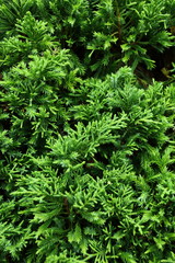 green pine tree in nature