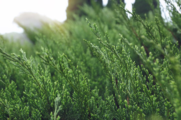 green pine tree in nature
