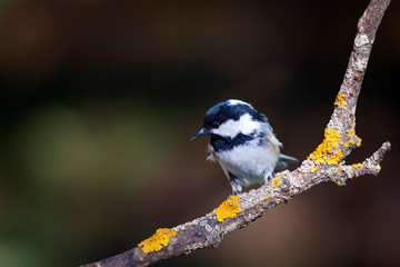 Cute little bird. Autumn nature background. Park, garden forest bird: Coal tit. 