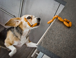 A naughty Beagle, a dog, steals sausages