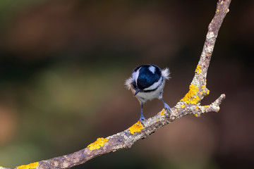 Cute little bird. Autumn nature background. Park, garden forest bird: Coal tit. 