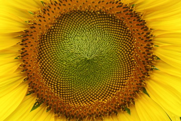 macro image pollen flower of beautiful sunflower blossom blooming in nature